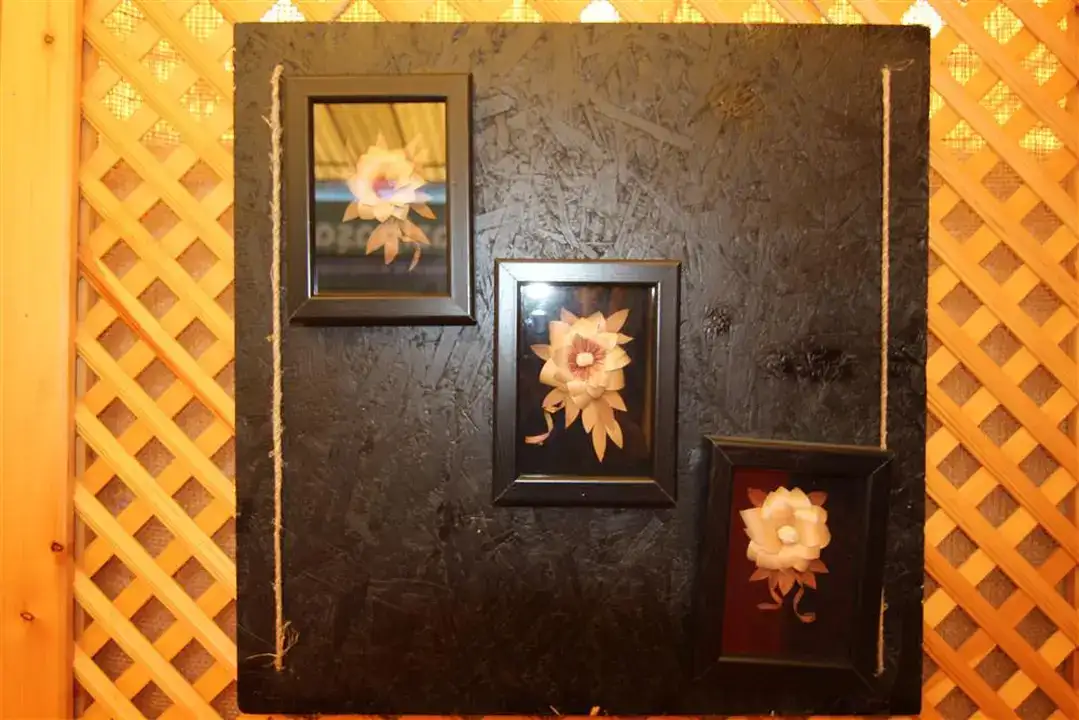 Alanya Muz Lifi Coğrafi İşaret Yolunda 6